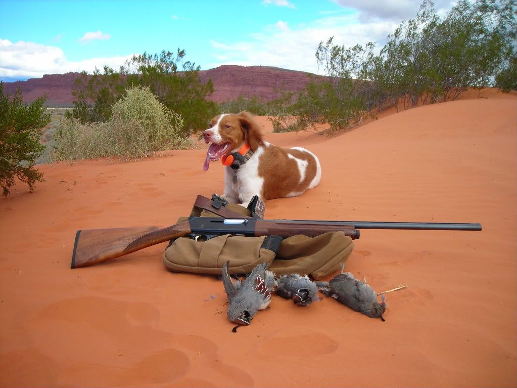 Utah Color Country Quail Shotgun Forum